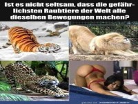 Die gef�hrlichsten Raubtiere