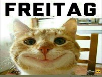 Freitag: Katze ist bereit f�rs Wochenende