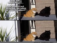 Katzenhumor: Schatten-Spa im Sonnenlicht