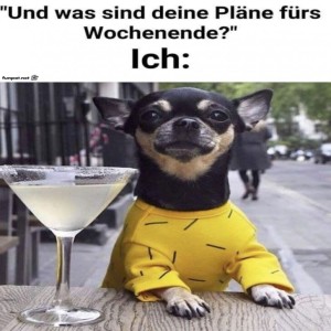 fun-Bild: Chihuahua-Cocktail-Abenteuer