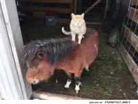 Katzen-Chauffeur der besonderen Art