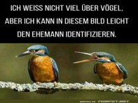 Wenn der Eisvogel meckert!