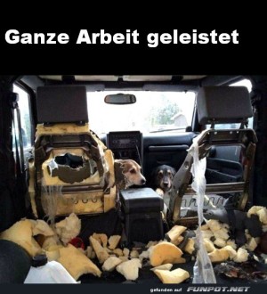 Hunde-setzen-neues-Raumdesign-durch.jpg auf www.funpot.net