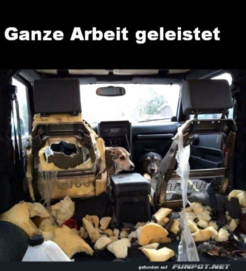Hunde-setzen-neues-Raumdesign-durch.jpg auf www.funpot.net