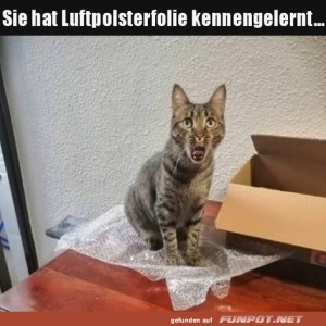 Luftpolsterfolie-gef�llt-der-Katze.jpg von SexOnTheBeach