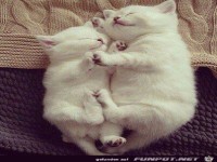White cats