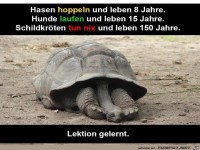 Hasen hoppeln