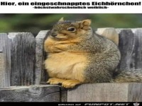 Ein eingeschnapptes Eichh�rnchen