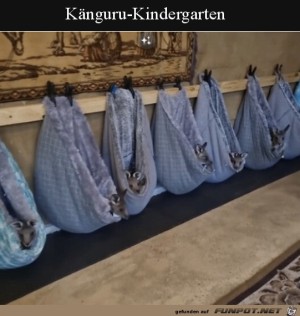 Knguru-Kindergarten.jpg auf www.funpot.net