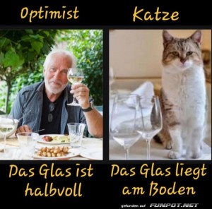 Optimist-vs.-Katze.jpg auf www.funpot.net