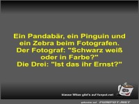 Ein Pandab�r, ein Pinguin und ein Zebra beim Fotografen