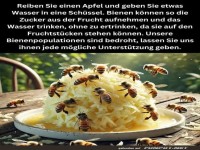 Helfen Sie Bienen mit Apfelfruchtst�cken