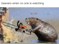 Heimwerker-Biber in Action