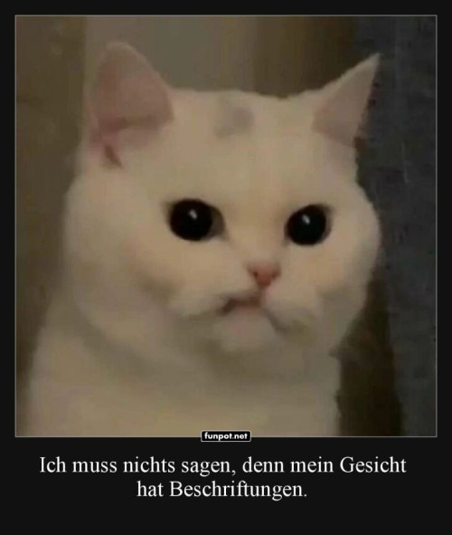 Wenn-die-Katze-alles-sagt,-ohne-zu-sprechen.jpg auf www.funpot.net