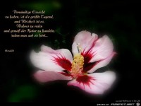 Vernünftige Einsicht zu haben...