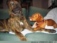 besondere Fotos Hunde