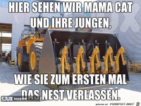 Wenn die jungen das Nest verlassen