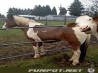 sag noch einerbl�de kuh