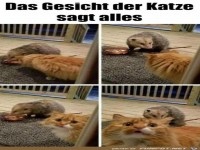 Die Katze ist entsetzt