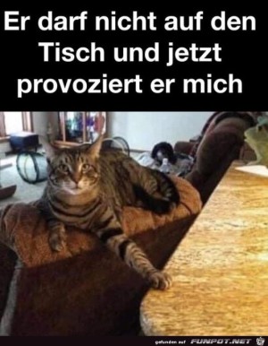 Kater-provoziert.jpg auf www.funpot.net