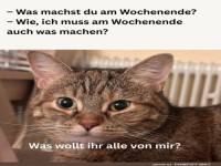 Katzenphilosophie: Wochenende im Chill-Modus