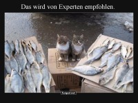 Katzen empfehlen: Ein Fisch gefllig?