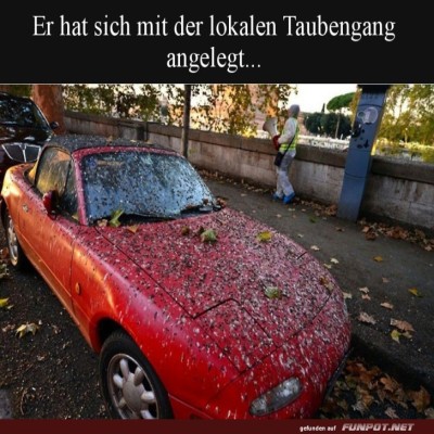 Ein-Auto-voller-Taubenbotschaften.jpg von Caroline