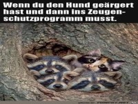 Den Hund ge�rgert