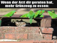 Mehr Gr�nzeug essen