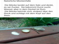 Nat�rliche M�ckenfalle: Einfach und effektiv