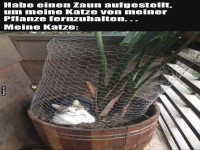 Katze im Blumentopf trotz Schutzzaun