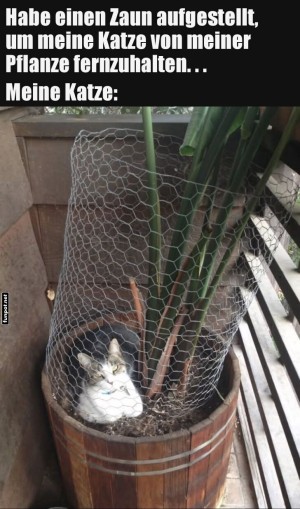 Katze-im-Blumentopf-trotz-Schutzzaun.jpg auf www.funpot.net