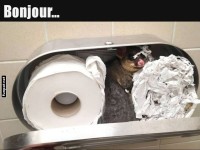 berraschung im Toilettenpapierhalter