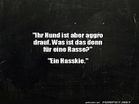 Ein Hasskie mit viel Humor!