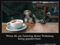 Putzpause oder Katzen-Chill?