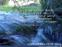 Setz dich an einen Bach und sei einfach da das lied des 1