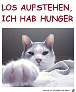 Steh-auf---die-Katze-hat-Hunger.jpg auf www.funpot.net