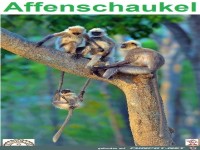 Affenschaukel