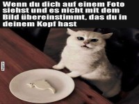 Lustiger Katzen-Moment beim Anblick von Fotos