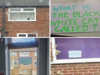 Nachbarschafts-Katzen-Chat