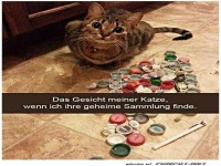 Geheime Sammlung der Katze entdeckt