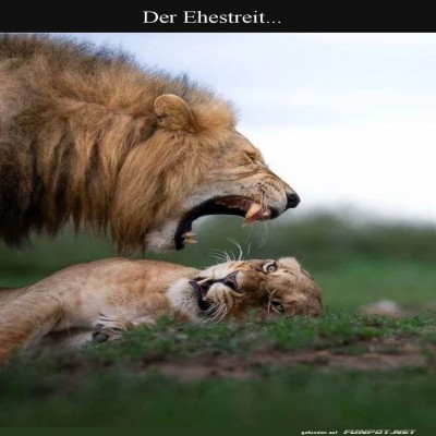 Der-K&ouml;nig-der-L&ouml;wen-im-Ehestreit!.jpg von Matilda