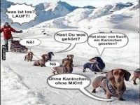 Wenn Dackel das Rudel f�hren