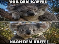 Koalas' Kaffeeverwandlung