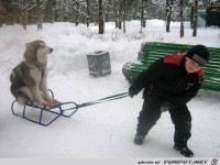 das ist ein schlittenhund