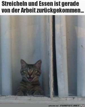 Katze-freut-sich.jpg auf www.funpot.net