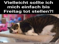 Einfach bis Freitag tot stellen