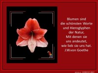 Blumen sind die sch�nsten