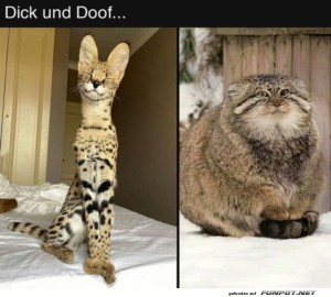 fun-Bild: Dick und Doof