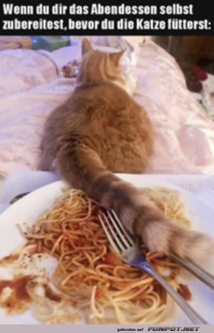 Du-hast-es-so-gewollt.jpg auf www.funpot.net